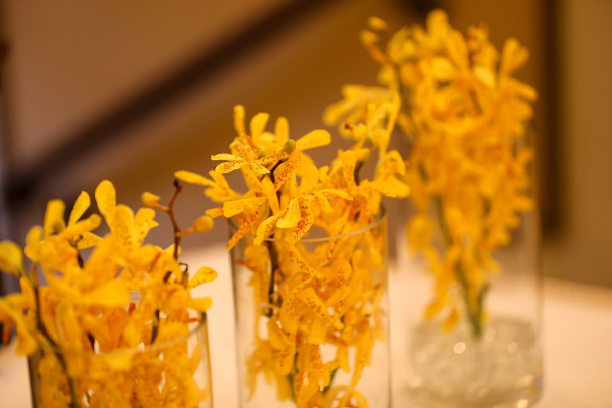 Yellow mokara orchids