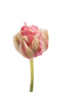 Pale-Pink-Peony-Tulip