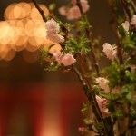 harvard-club-ny-wedding-cherry-blossoms-uplift-photography
