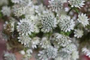 astrantia-million-stars