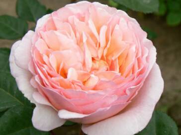 Garden Rose via Alexandra Farms