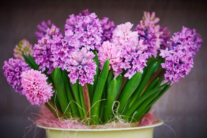 Hyacinth via Flower Meaning