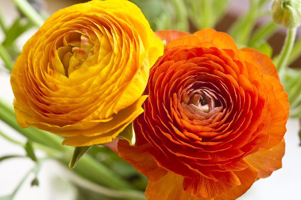 Ranunculus via Sakita Flowers