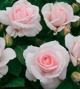 Standard Roses via Dewilde