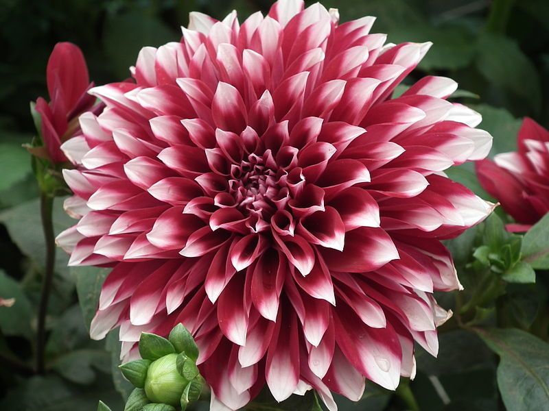 Dahlia at Lalbagh Flower Show via Wikipedia