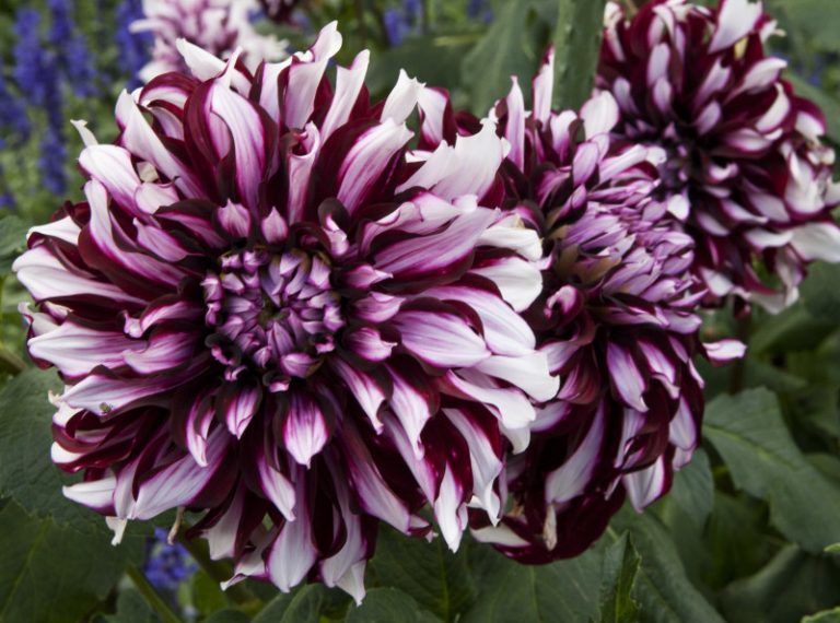 Dahlias via University of South Florida Bride & Blossom