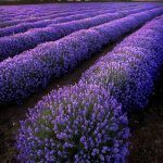 Lavender Fields via Indulgy