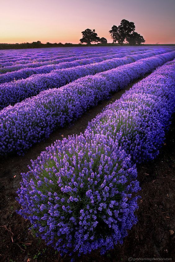 Lavender Fields via Indulgy