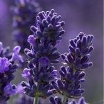 Lavender Flowers via Buzzle