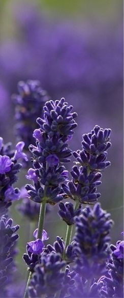 Lavender Flowers via Buzzle