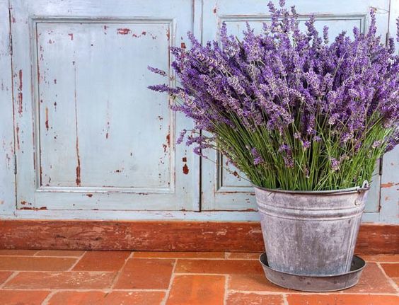 Lavender Flowers via Gardenia