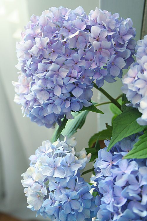 Happy Hydrangea- Blue Purple- photo by Heather at Pretty Petals