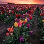 Keukenhof Tulips via Netherlands Tourism