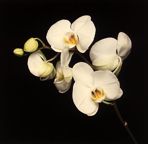 Orchids 1989 - by Robert Mapplethorpe - via Mapplethorpe.org