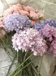Pastel Hydrangea- photo by ViolettaalaRose-via Weheartit.com