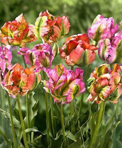Tulips via Bakker