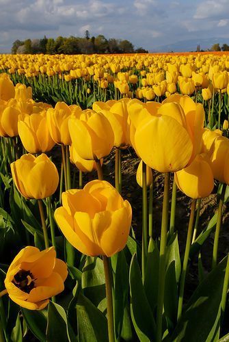 Tulips via Flickr 2