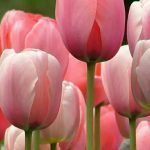 Tulips via Pinterest
