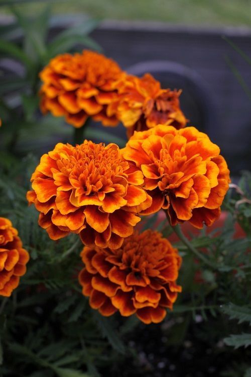 Dark Orange Marigold - Marigold Flower - via Pinterest.com