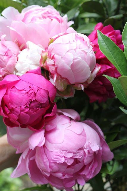 Bursting Pink Peony - Perfect Peonies - by Kathy Woodard - via The Garden Glove.com