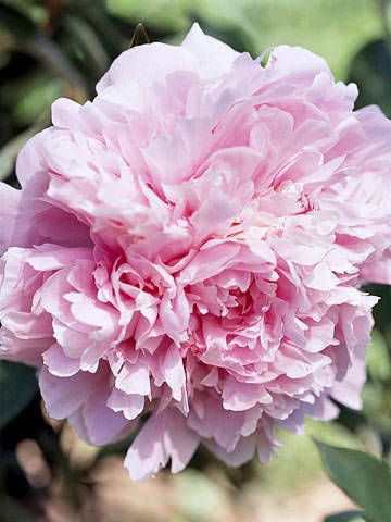 Fully Opened Pink Peony - Perfect Peonies - by Kathy Woodard - via The Garden Glove.com