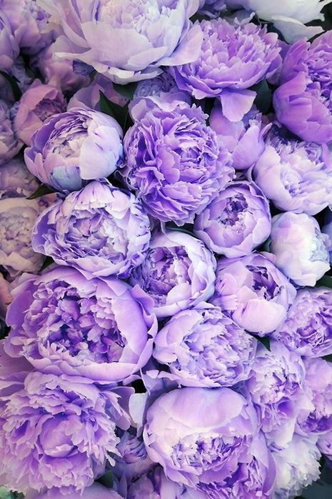 Purple Peonies - via Pinterest.com