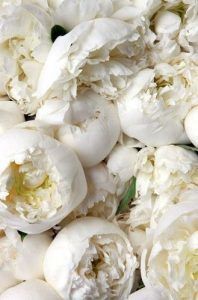 White Peonies - Blooming - via Pinterest.com