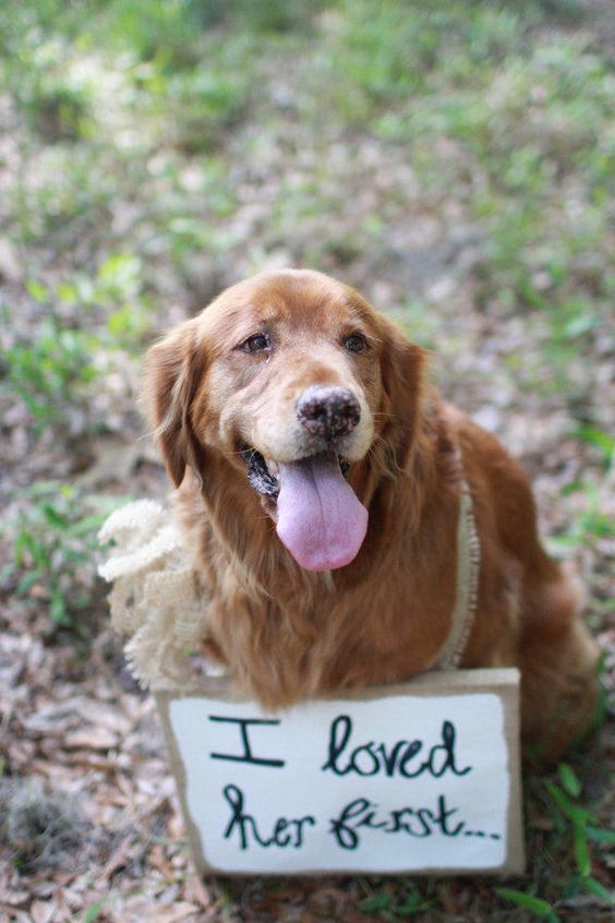 Dog - Wedding Photo - Sign - via southernliving.com