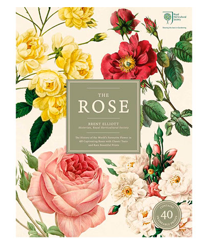 The Rose: The History of the World's Favourite Flower in 40 Captivating Roses - via metmuseum.org