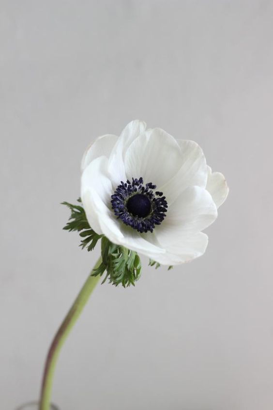 Anemone Flower - via thefrenchsampler.blogspot